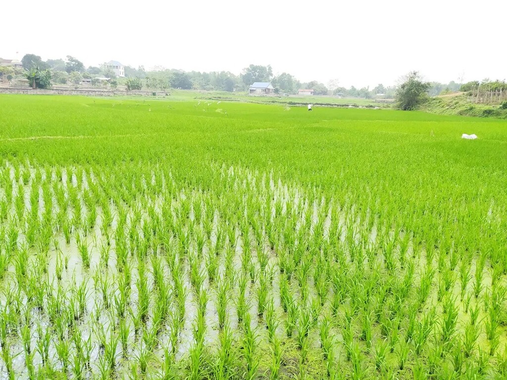 Hướng dẫn tuyên truyền thực hiện Kết luận số 219-KL/TW ngày 26/11/2025 của Bộ Chính trị và Kết luận số 213-KL/TW, ngày 21/11/2025 của Ban Bí thư